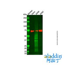 Hsp70 Mouse mAb
