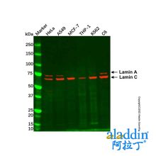 Lamin A/C Mouse mAb