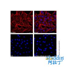 Goat Anti-Mouse IgG H&L (Cy3)