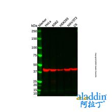 Goat Anti-Mouse IgG H&L (Biotin) (Ready to use)