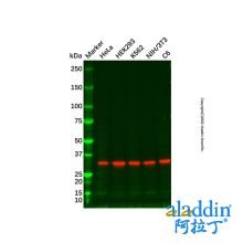 Goat Anti-Rabbit IgG H&L (Biotin) (Ready to use)