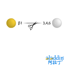 Beta-(1-3,4,6) Galactosidase