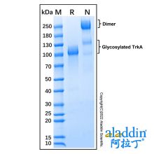 Recombinant Human TrkA Protein