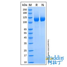 Recombinant Mouse Neuropilin-1 Protein