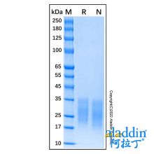 Recombinant Mouse SCF Protein