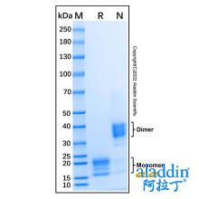 Recombinant Human IL-17A/F Heterodimer Protein