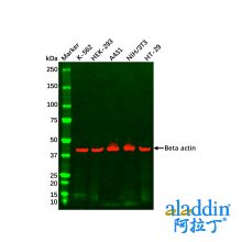 K-562 Whole Cell Lysate