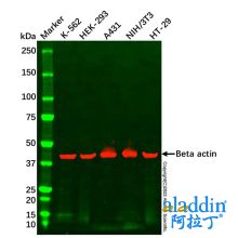 NIH/3T3 Whole Cell Lysate