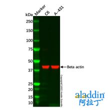 A-431 Whole Cell Lysate