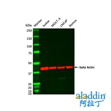 LNCaP Whole Cell Lysate