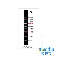 DNA Ladder (100-5000bp)