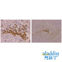 Recombinant CD63 Antibody