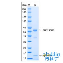 Native Human Myeloperoxidase Protein