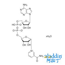β-烟酰胺腺嘌呤二核苷酸 水合物