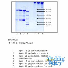 免疫球蛋白M(IgM),普通人血浆