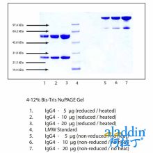 免疫球蛋白G4(IgG4),人骨髓瘤血浆