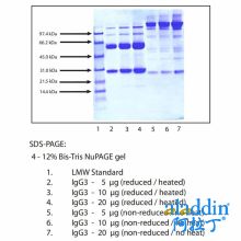 免疫球蛋白G3(IgG3),普通人血浆