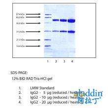 免疫球蛋白G2(IgG2),人骨髓瘤血浆