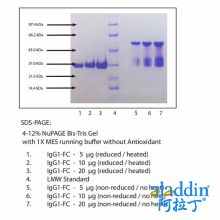 免疫球蛋白G1(IgG1),人骨髓瘤血浆,FC片段