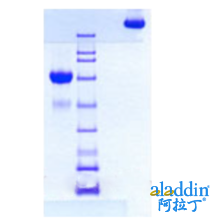 C4b-结合蛋白，(C4BP,C4bBP),人血浆