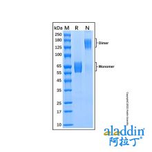 Recombinant Human TREM-1 Protein