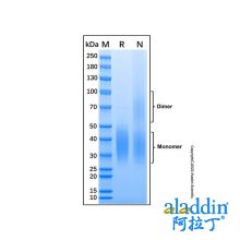 Recombinant Mouse CD47 Protein