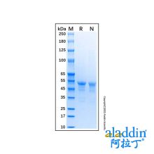 Recombinant Human Carbonic Anhydrase IX Protein