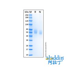 Recombinant Human Tyro3/Dtk Protein