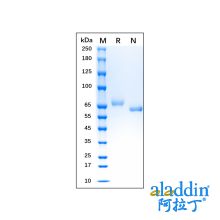 Recombinant Human Transferrin Protein 