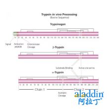 胰蛋白酶 来源于牛胰腺