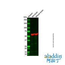 Rat brain tissue lysate - total protein