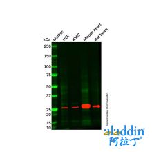 Rat heart tissue lysate - total protein