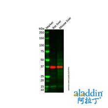 Rat liver tissue lysate - total protein