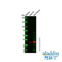 Rat kidney tissue lysate - total protein
