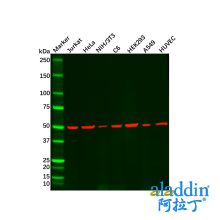 Recombinant beta III Tubulin Antibody