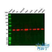 Recombinant beta Tubulin Antibody