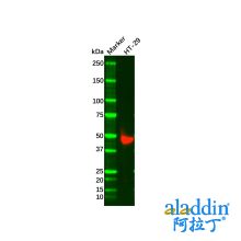 Recombinant Cytokeratin 20 Antibody