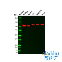 E Cadherin Mouse mAb