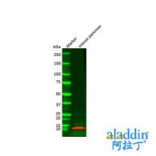 Recombinant Insulin Antibody