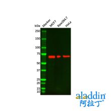 Lamin B1 Mouse mAb