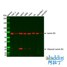 Recombinant Lamin B1 Antibody