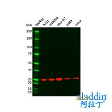 Recombinant mtTFA Antibody