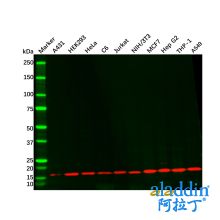 Recombinant COX IV Antibody