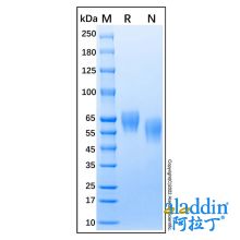 Recombinant human BACE1 protein