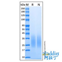 Recombinant Human BMPR2 protein