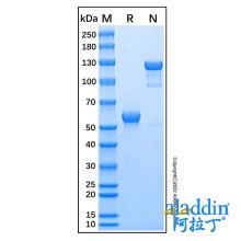 Recombinant Human CD277/BTN3A1 Protein