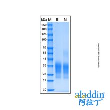 Recombinant Human CD79B Protein