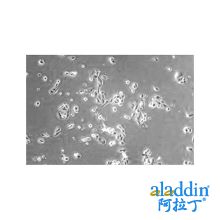 Recombinant Human Clusterin Protein