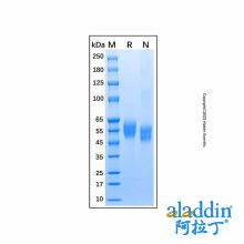 Recombinant Human IL1 Receptor I/IL-1R-1 Protein