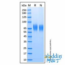 Recombinant Human LILRA1/CD85i/LIR-6 Protein